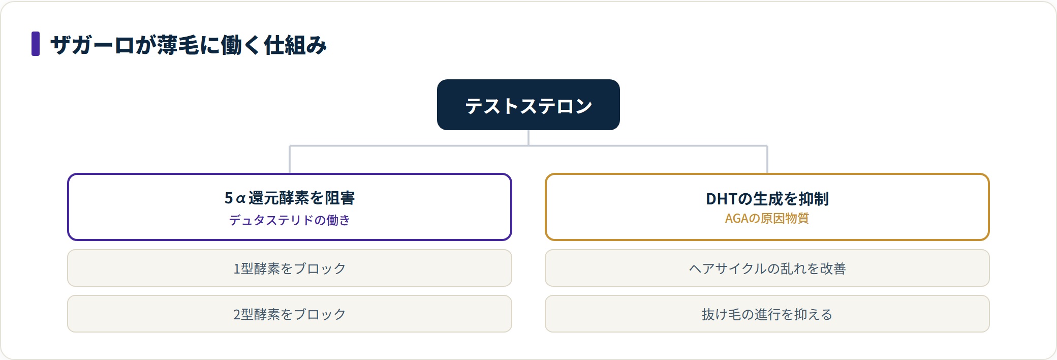 図:デュタステリドは1型・2型の5α還元酵素を阻害し、AGAの原因DHTを抑える